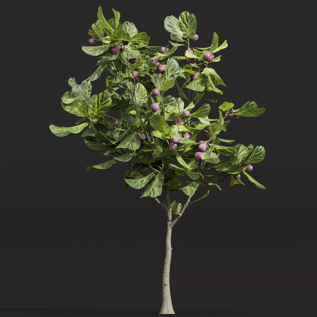 Ficus Fig and Peach Tree 3D Model – High Poly PBR Asset, OBJ, FBX - View 3