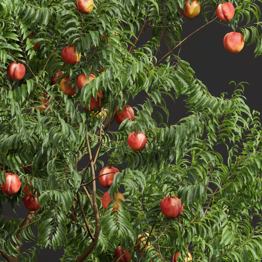 Ficus Fig and Peach Tree 3D Model – High Poly PBR Asset, OBJ, FBX - View 4