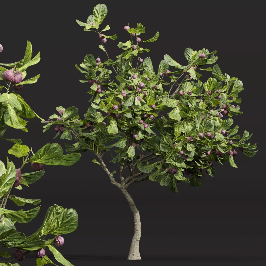 Ficus Fig and Peach Tree 3D Model – High Poly PBR Asset, OBJ, FBX - View 5