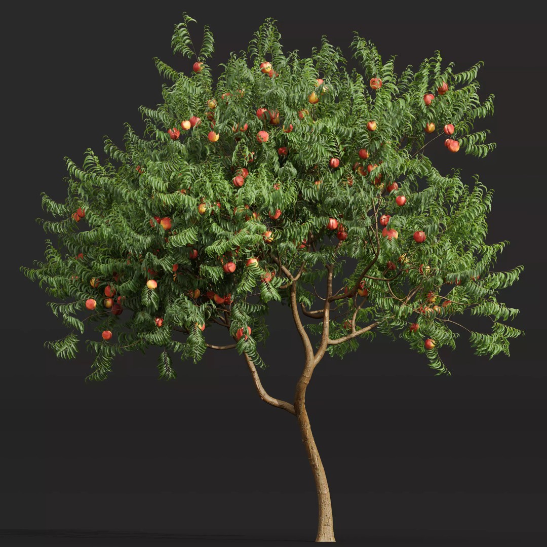 Ficus Fig and Peach Tree 3D Model – High Poly PBR Asset, OBJ, FBX - View 6