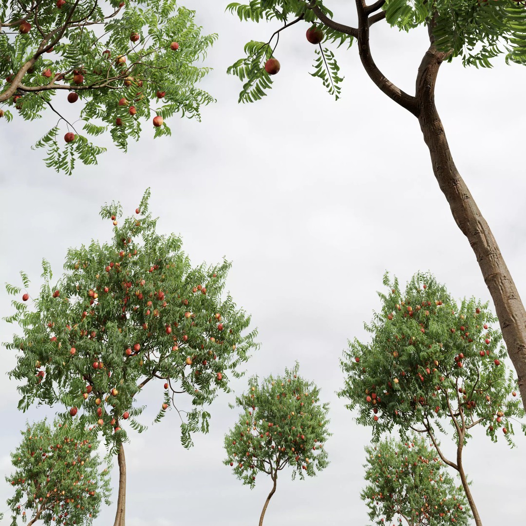 Ficus Fig and Peach Tree 3D Model – High Poly PBR Asset, OBJ, FBX - View 7