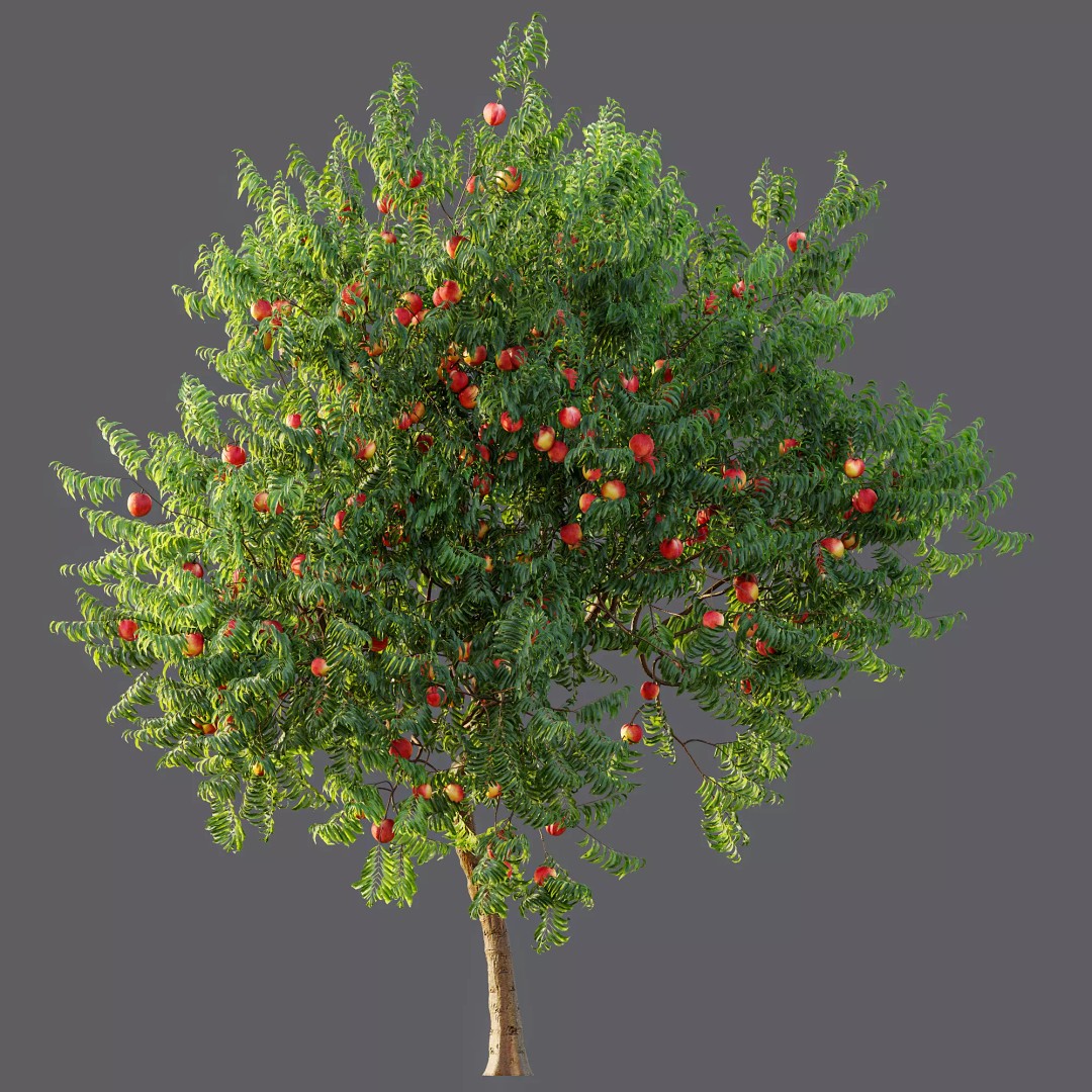 Ficus Fig and Peach Tree 3D Model – High Poly PBR Asset, OBJ, FBX - View 8