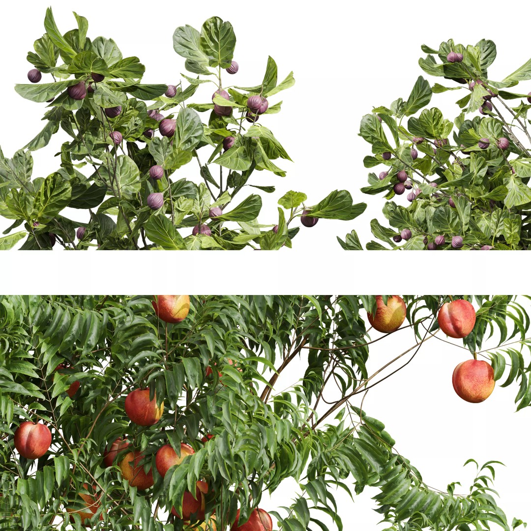 Ficus Fig and Peach Tree 3D Model – High Poly PBR Asset, OBJ, FBX - View 9