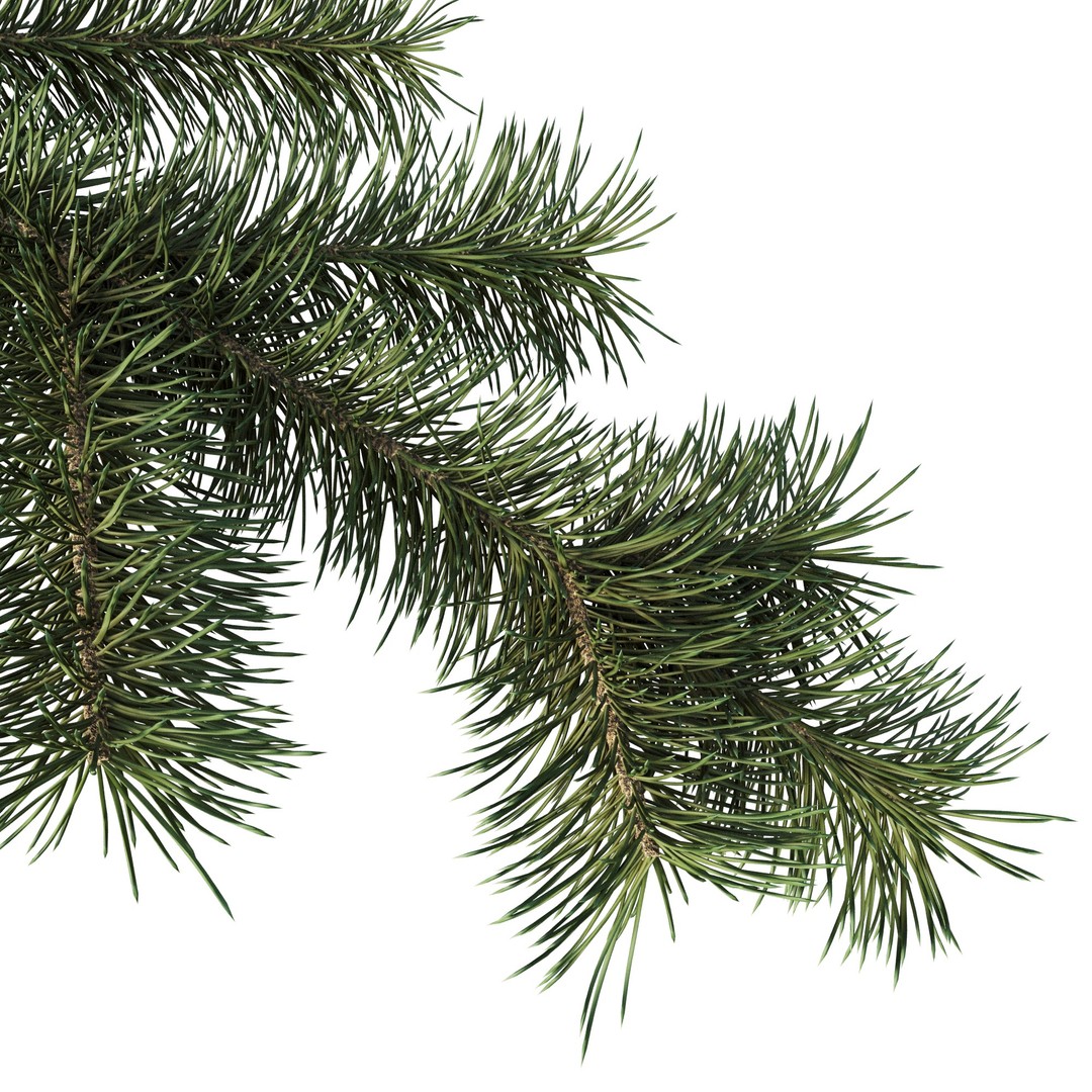 Pine Branch 3D Model – High-Quality Procedural Design for Holiday Projects - View 3