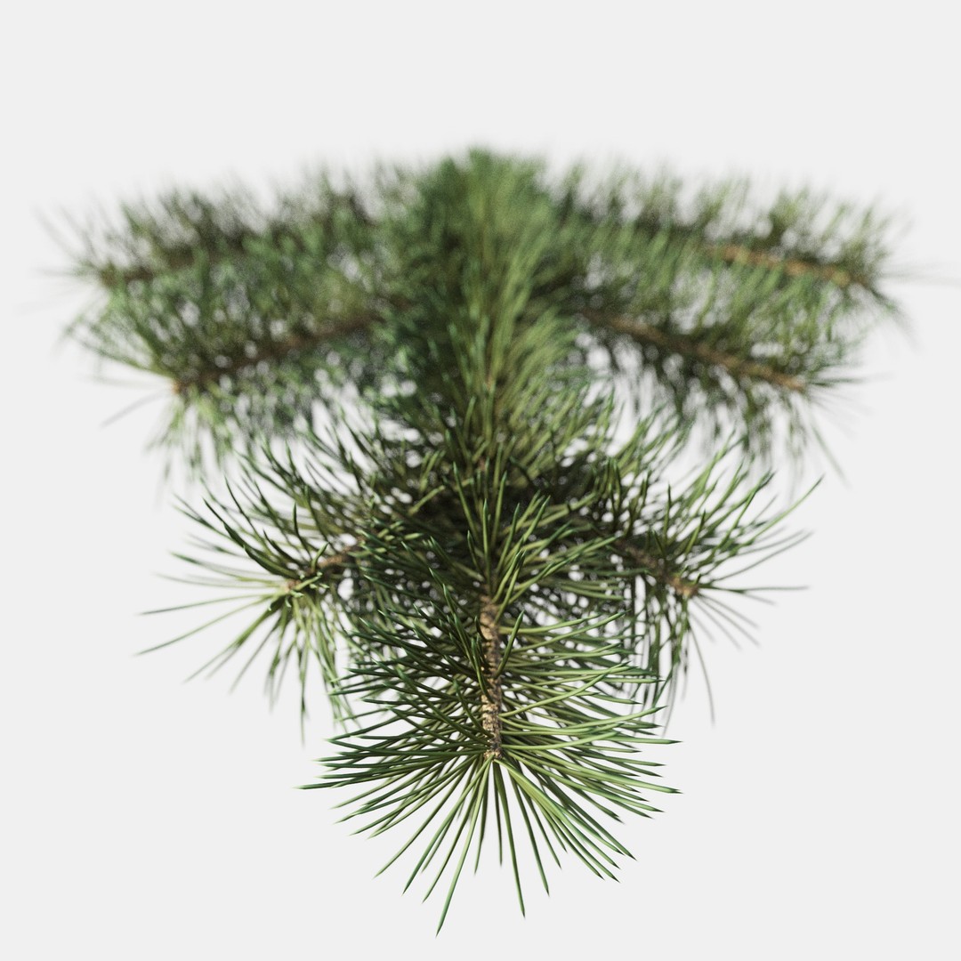 Pine Branch 3D Model – High-Quality Procedural Design for Holiday Projects - View 7