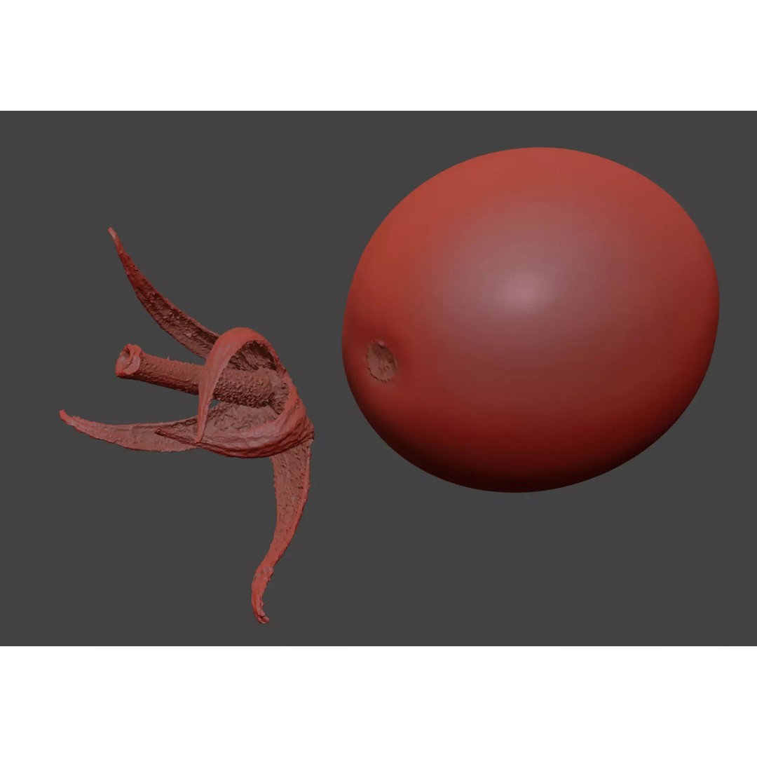 Photorealistic Tomato 3D Model – High Poly PBR Asset, FBX, OBJ - View 9