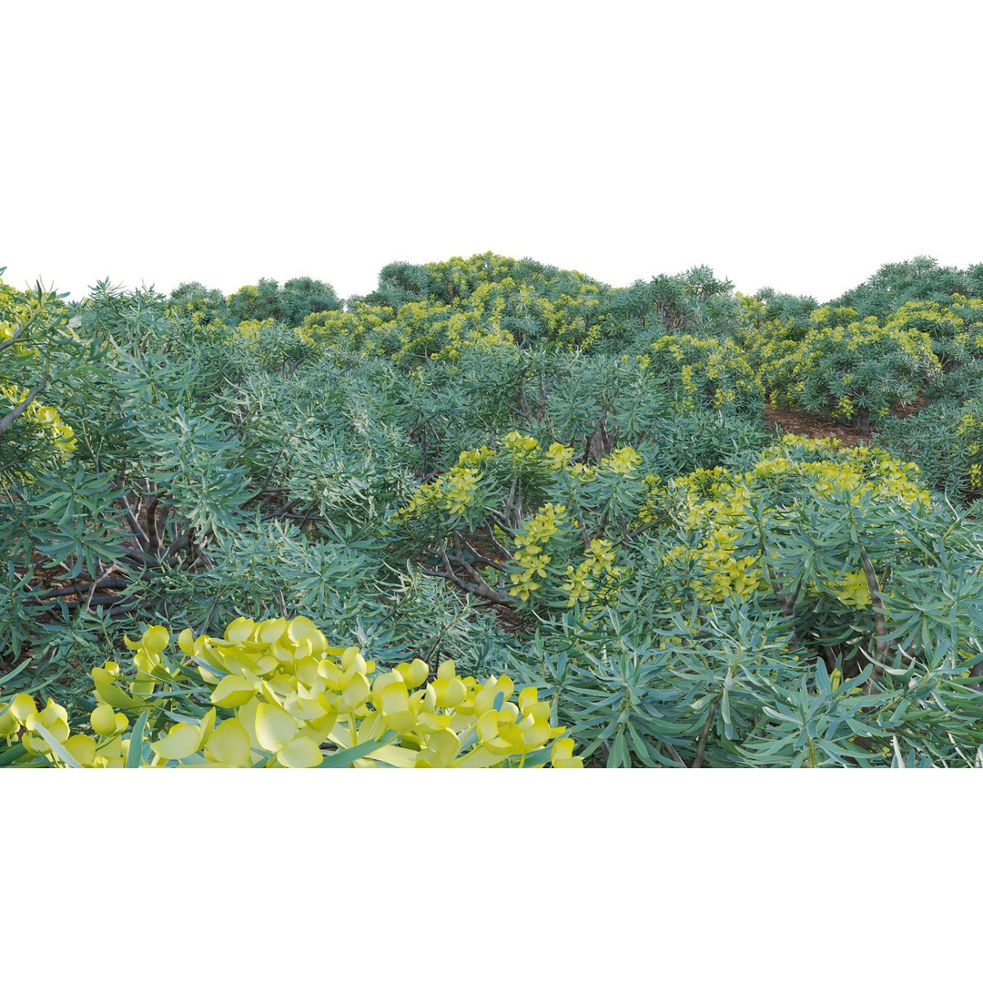 Euphorbia regis-jubae 3D Model – PBR Plant Asset, FBX Format