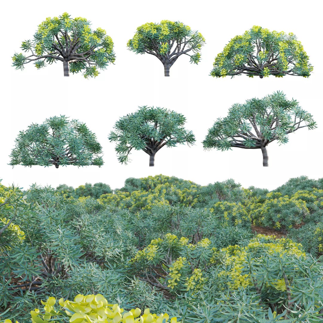 Euphorbia regis-jubae 3D Model – PBR Plant Asset, FBX Format - View 2