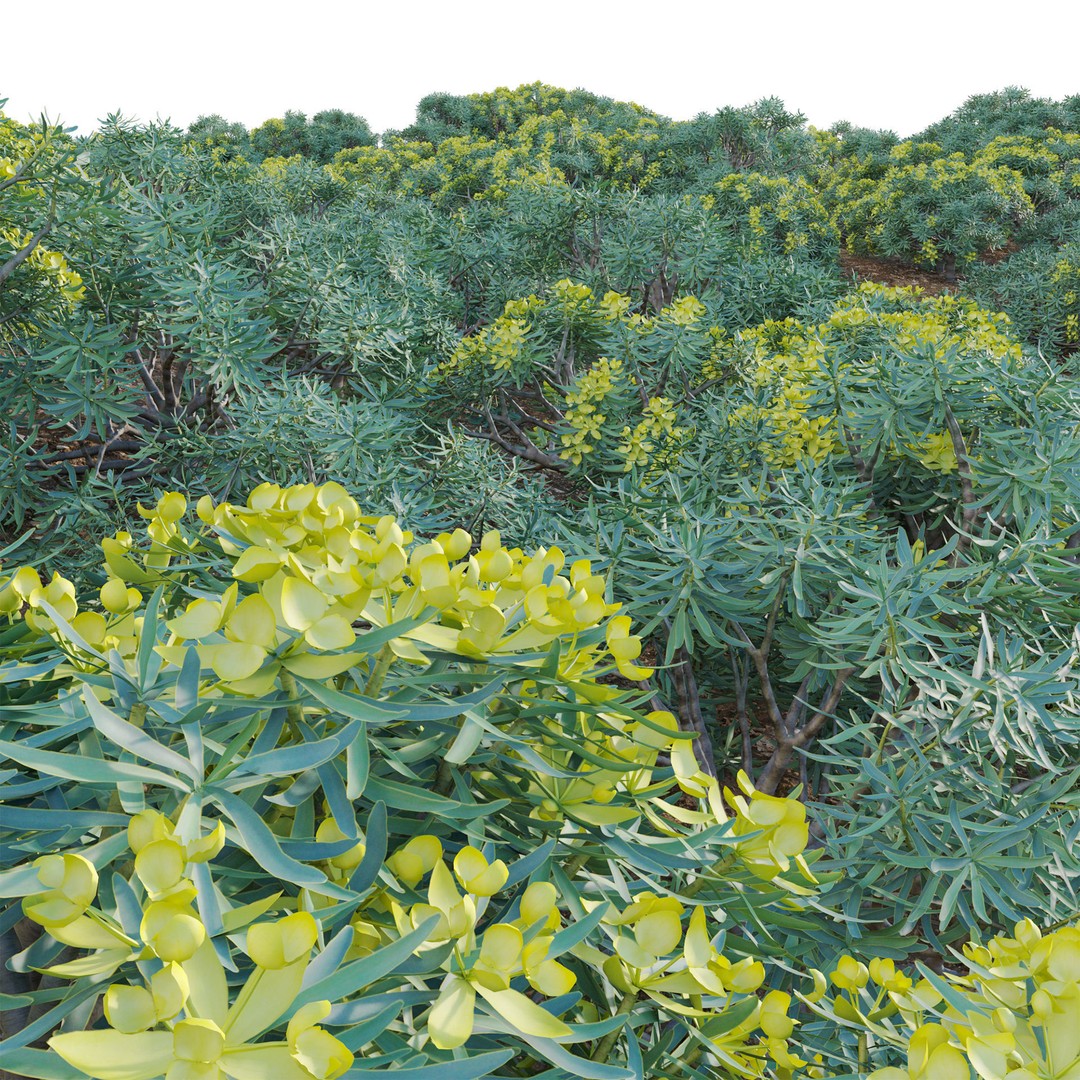 Euphorbia regis-jubae 3D Model – PBR Plant Asset, FBX Format - View 3