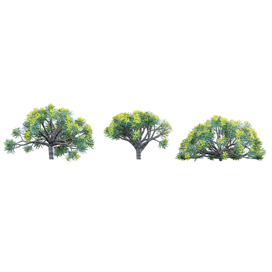 Euphorbia regis-jubae 3D Model – PBR Plant Asset, FBX Format - View 6
