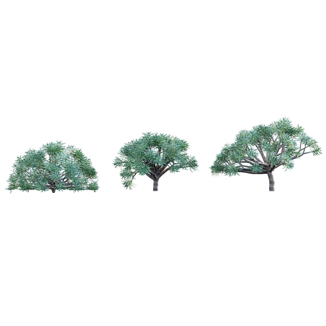 Euphorbia regis-jubae 3D Model – PBR Plant Asset, FBX Format - View 7