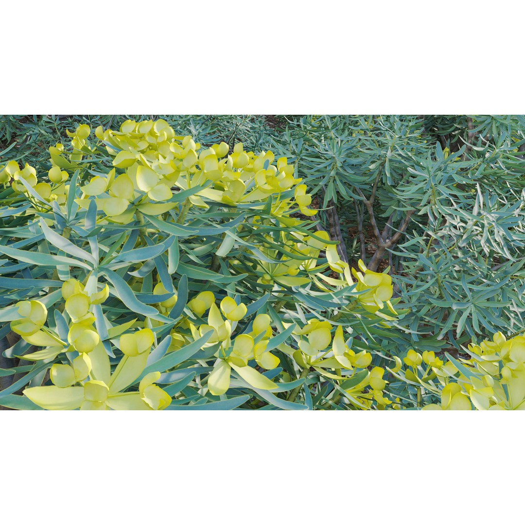 Euphorbia regis-jubae 3D Model – PBR Plant Asset, FBX Format - View 8