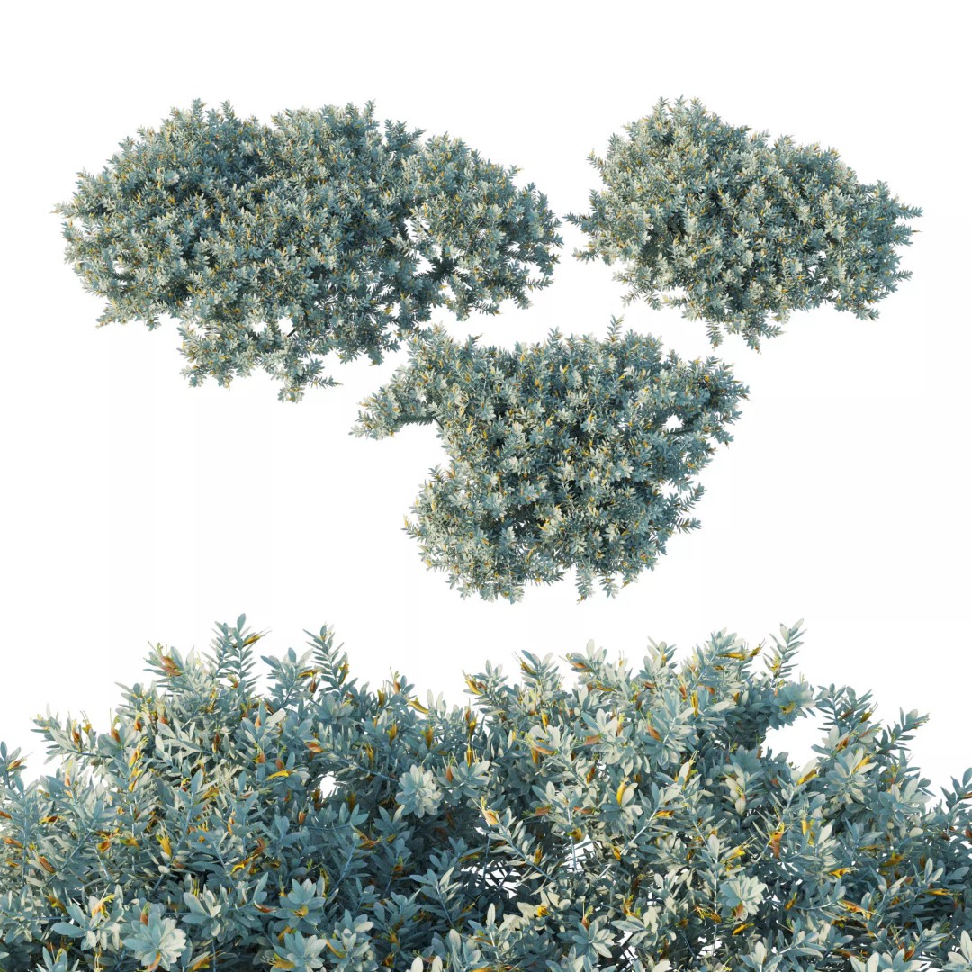 Eremophila Glabra Kalbarri Carpet 3D Model – PBR Game Asset, FBX - View 2