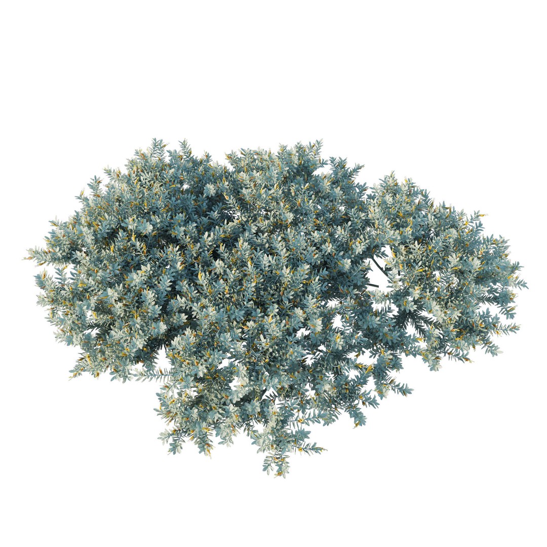 Eremophila Glabra Kalbarri Carpet 3D Model – PBR Game Asset, FBX - View 3