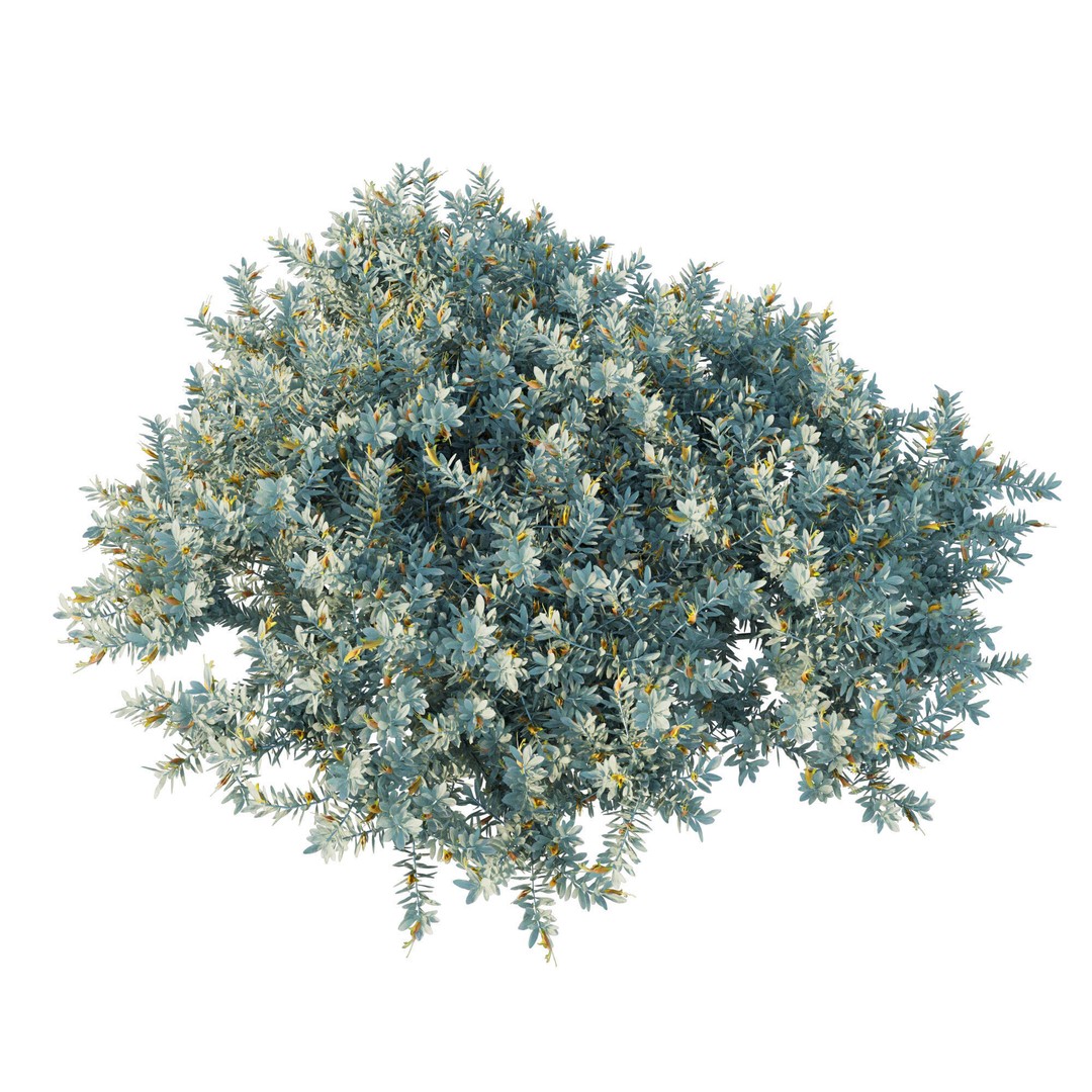 Eremophila Glabra Kalbarri Carpet 3D Model – PBR Game Asset, FBX - View 4