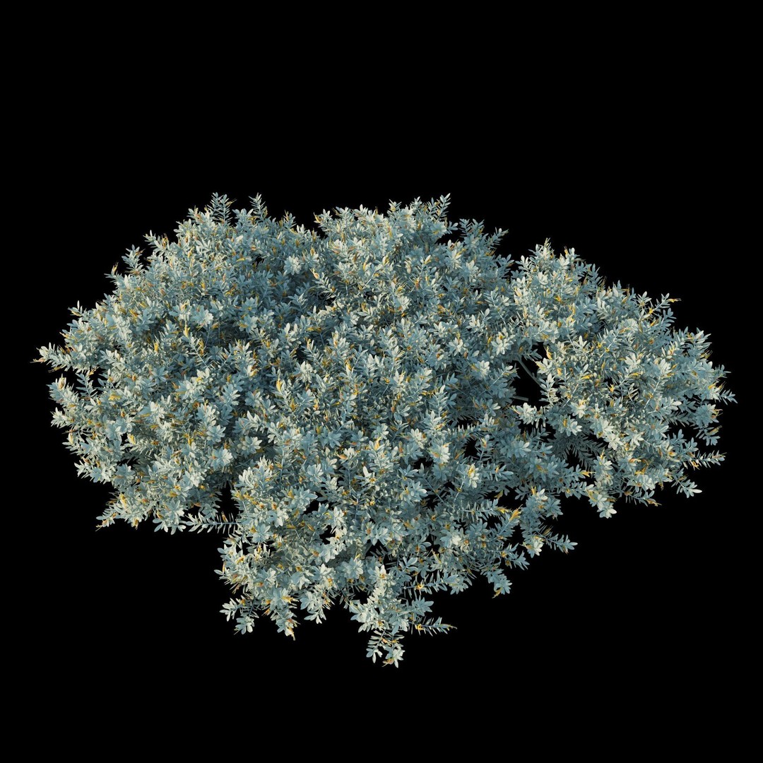 Eremophila Glabra Kalbarri Carpet 3D Model – PBR Game Asset, FBX - View 6