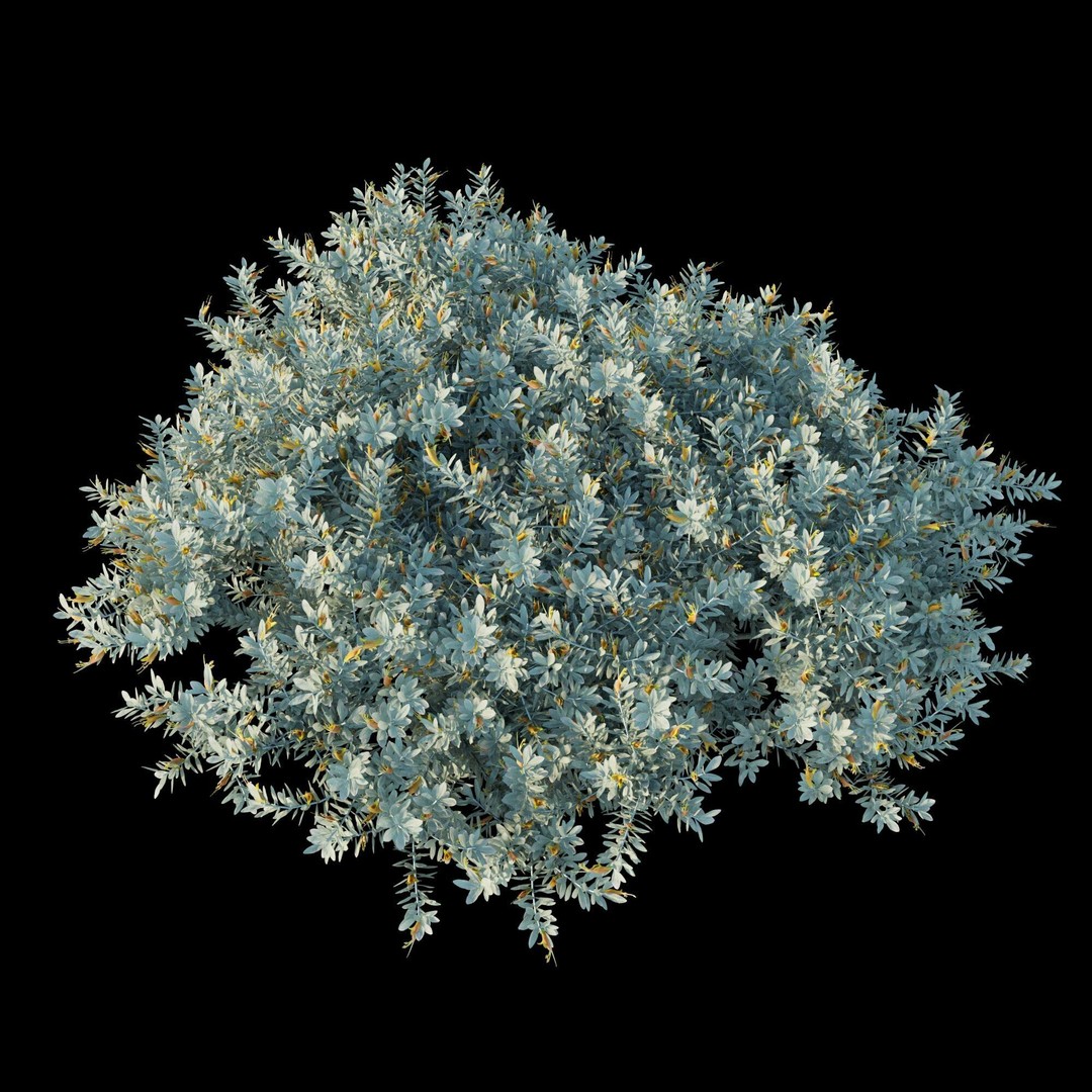 Eremophila Glabra Kalbarri Carpet 3D Model – PBR Game Asset, FBX - View 7