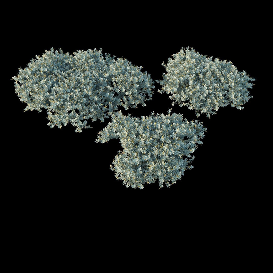 Eremophila Glabra Kalbarri Carpet 3D Model – PBR Game Asset, FBX - View 9
