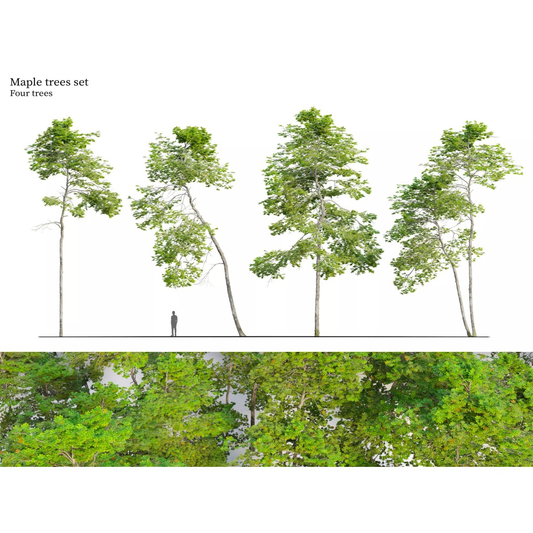 Maple Trees 3D Model – Tall Deciduous Trees with PBR Textures - View 2