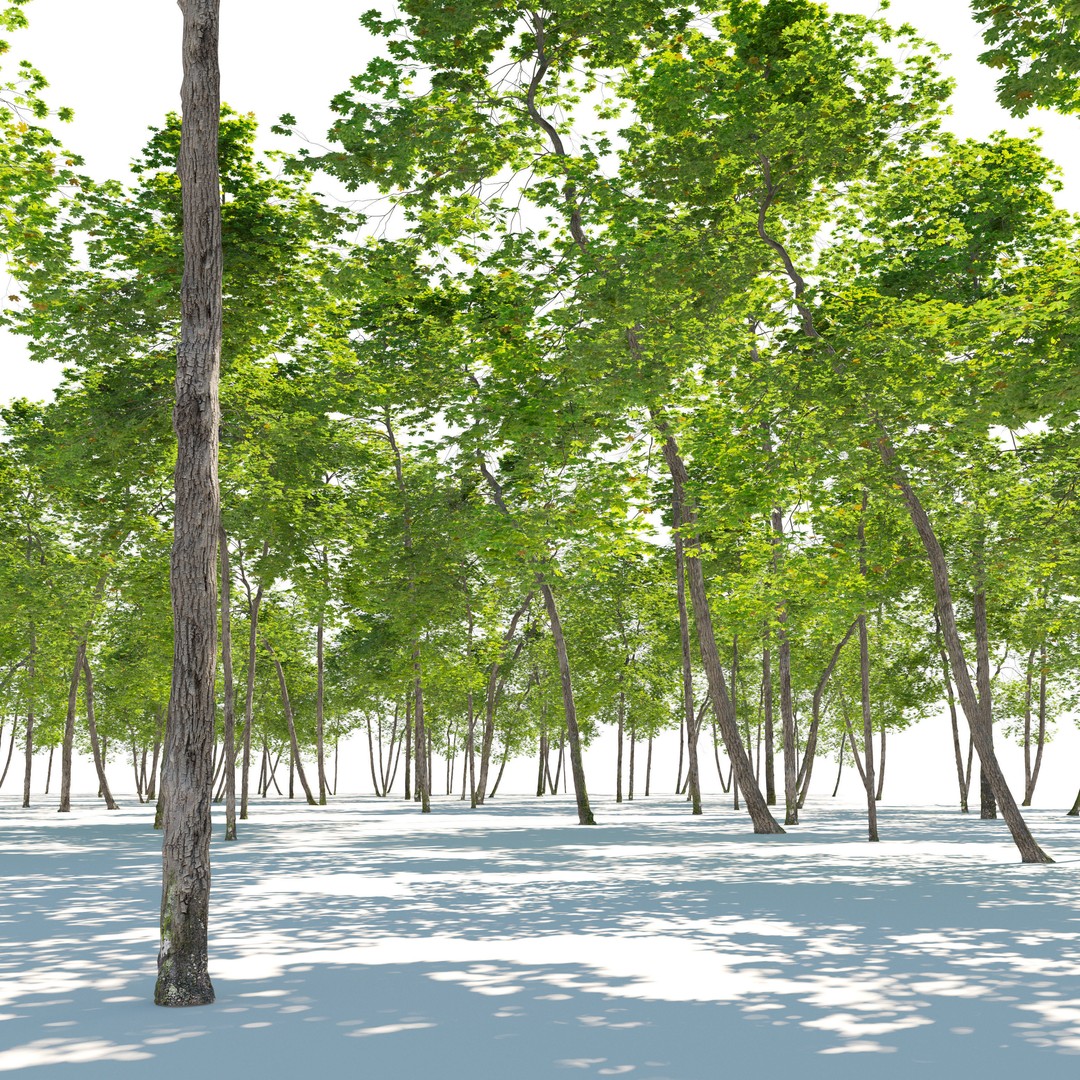Maple Trees 3D Model – Tall Deciduous Trees with PBR Textures - View 3