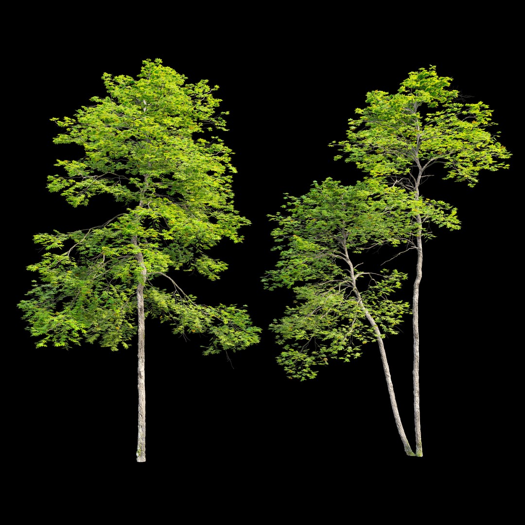 Maple Trees 3D Model – Tall Deciduous Trees with PBR Textures - View 4