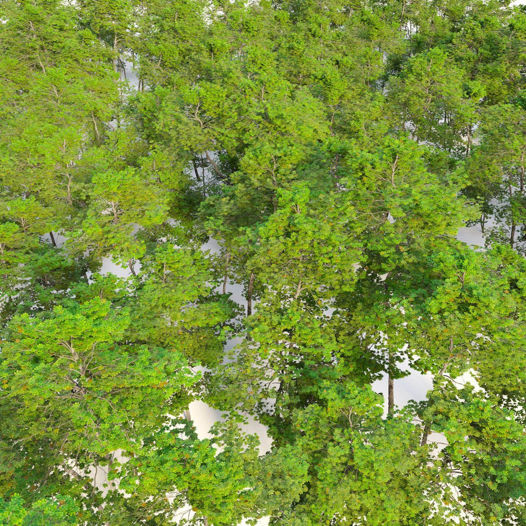 Maple Trees 3D Model – Tall Deciduous Trees with PBR Textures - View 5