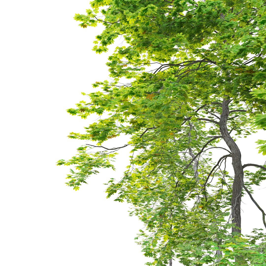 Maple Trees 3D Model – Tall Deciduous Trees with PBR Textures - View 6