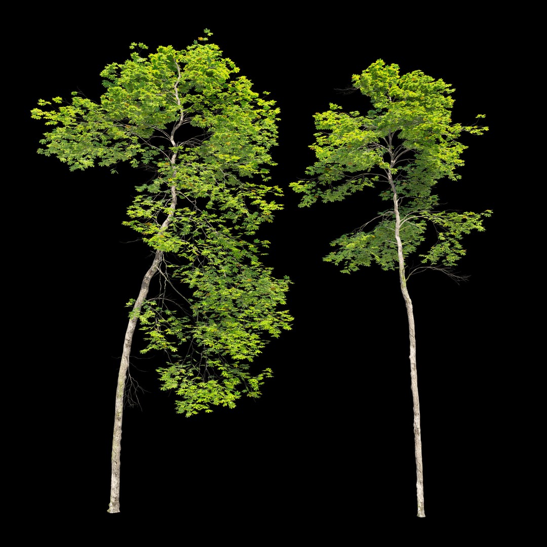 Maple Trees 3D Model – Tall Deciduous Trees with PBR Textures - View 7