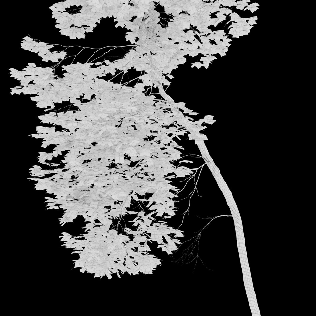Maple Trees 3D Model – Tall Deciduous Trees with PBR Textures - View 8