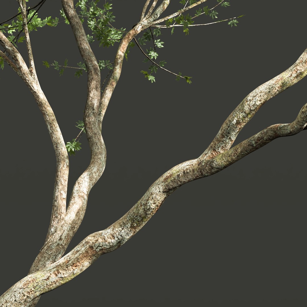 Acer Pseudoplatanus 3D Model – High Poly Spring Trees, FBX, OBJ