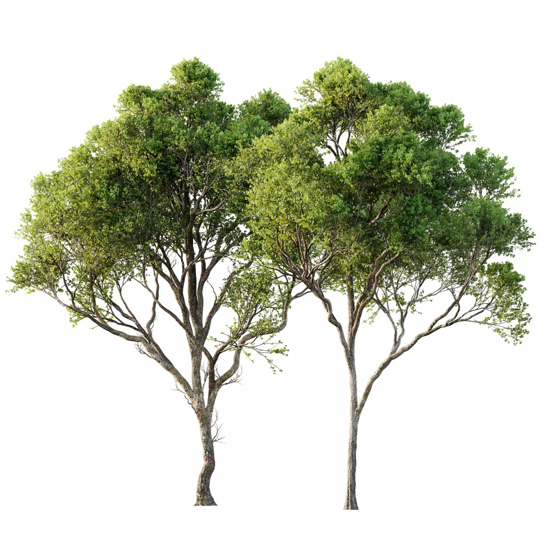 Acer Pseudoplatanus 3D Model – High Poly Spring Trees, FBX, OBJ - View 2