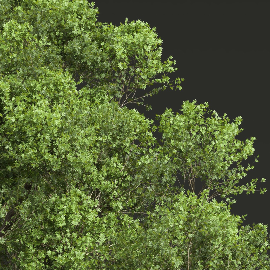 Acer Pseudoplatanus 3D Model – High Poly Spring Trees, FBX, OBJ - View 3