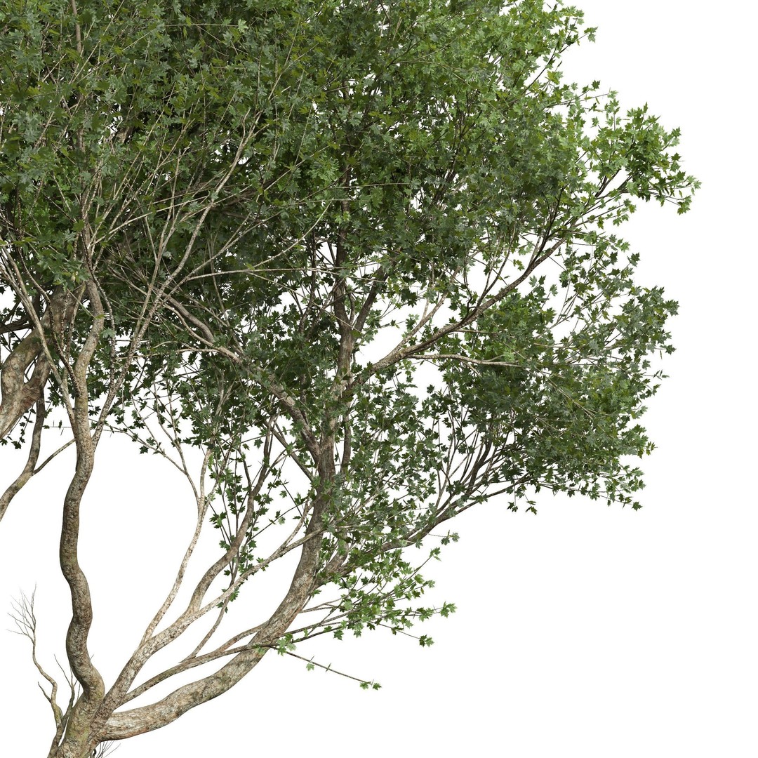 Acer Pseudoplatanus 3D Model – High Poly Spring Trees, FBX, OBJ - View 4