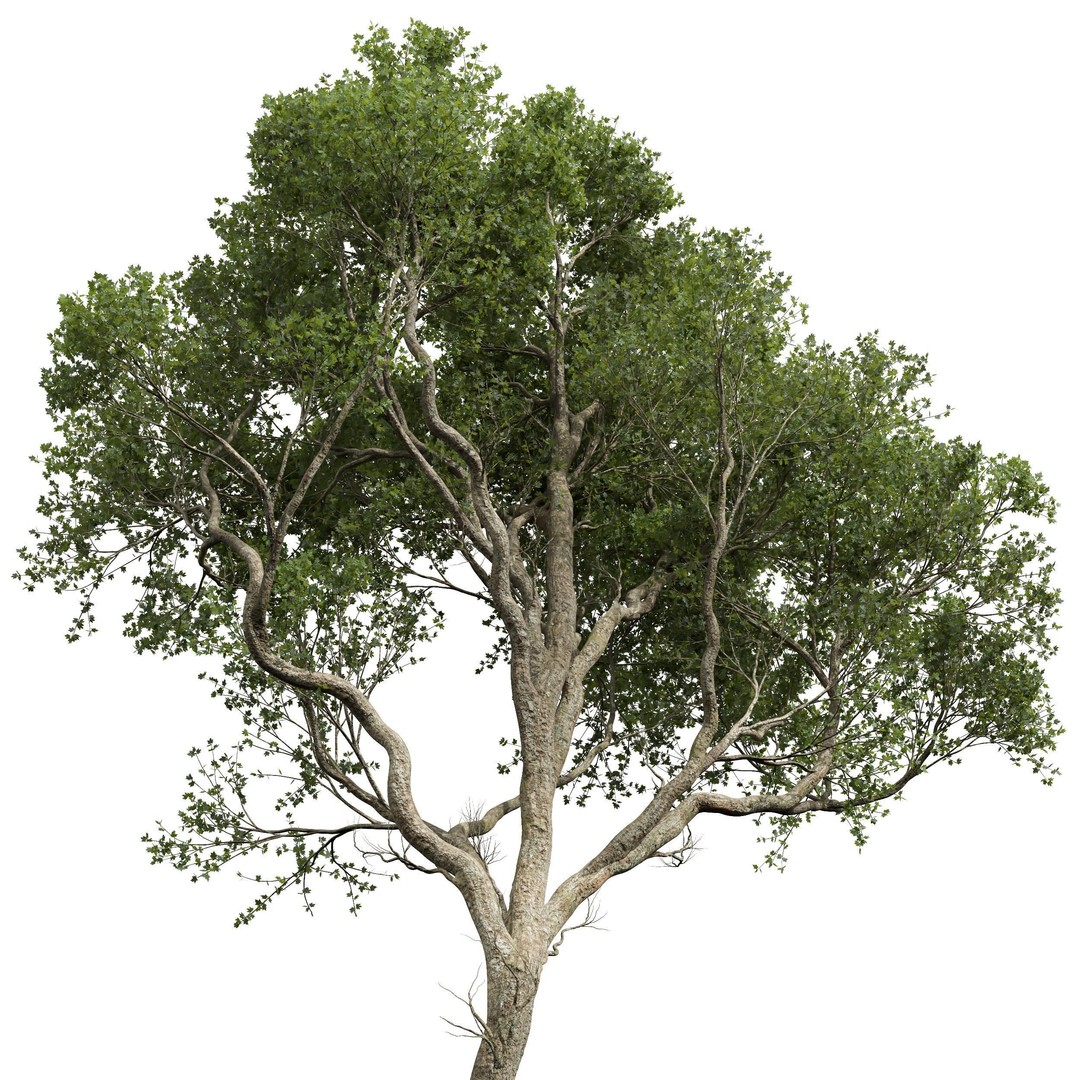 Acer Pseudoplatanus 3D Model – High Poly Spring Trees, FBX, OBJ - View 5