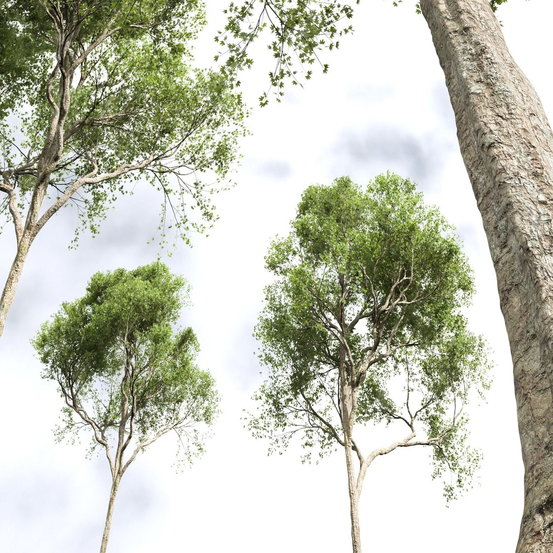 Acer Pseudoplatanus 3D Model – High Poly Spring Trees, FBX, OBJ - View 6