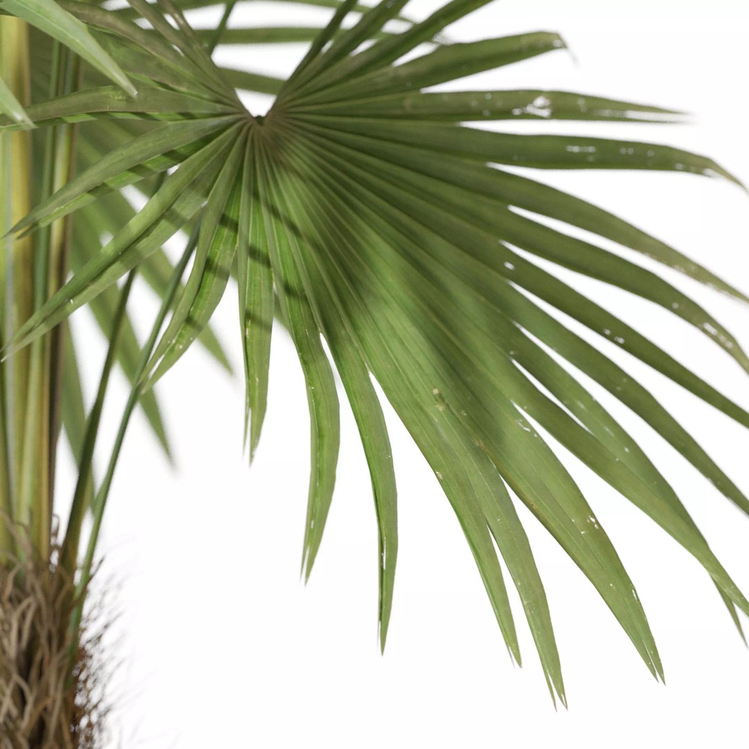 Plant 1327 3D Model – High-Quality PBR Asset for Archviz & Landscaping - View 4