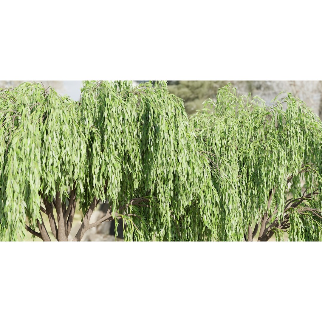 Weeping Willow Trees 3D Model – High Poly Blender Asset, FBX, OBJ - View 3