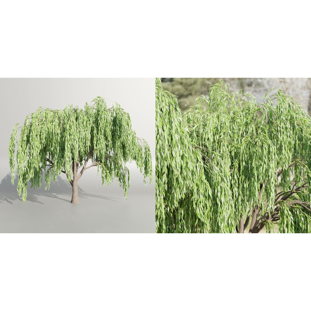Weeping Willow Trees 3D Model – High Poly Blender Asset, FBX, OBJ - View 4