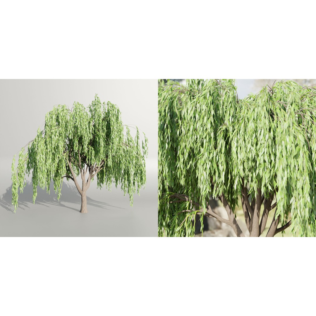 Weeping Willow Trees 3D Model – High Poly Blender Asset, FBX, OBJ - View 5