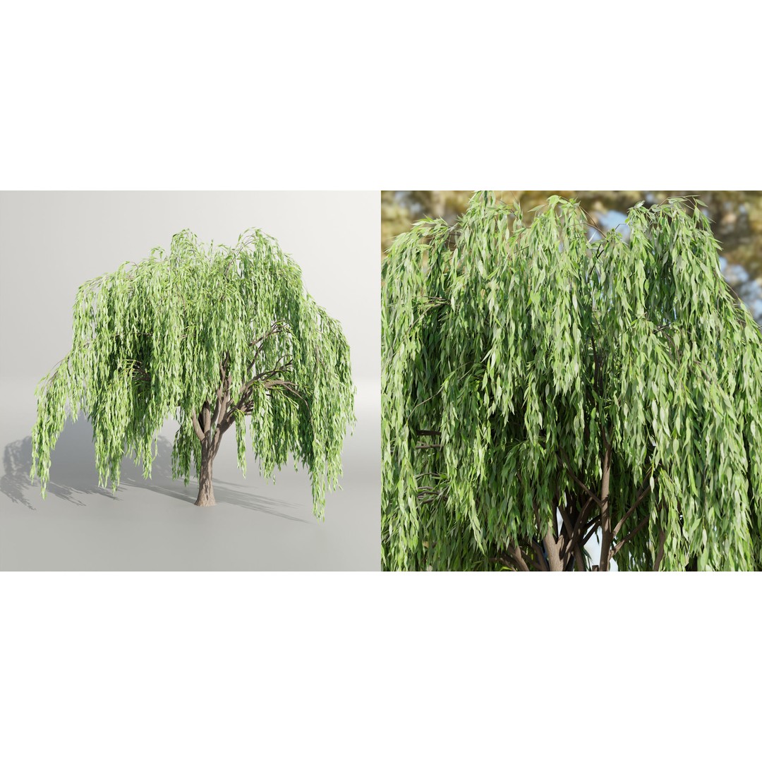 Weeping Willow Trees 3D Model – High Poly Blender Asset, FBX, OBJ - View 6