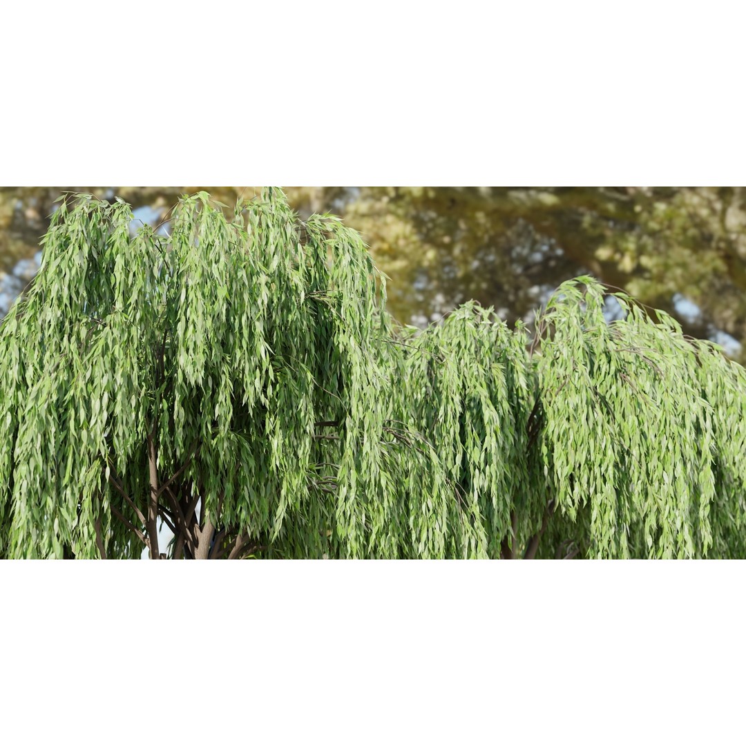 Weeping Willow Trees 3D Model – High Poly Blender Asset, FBX, OBJ - View 7