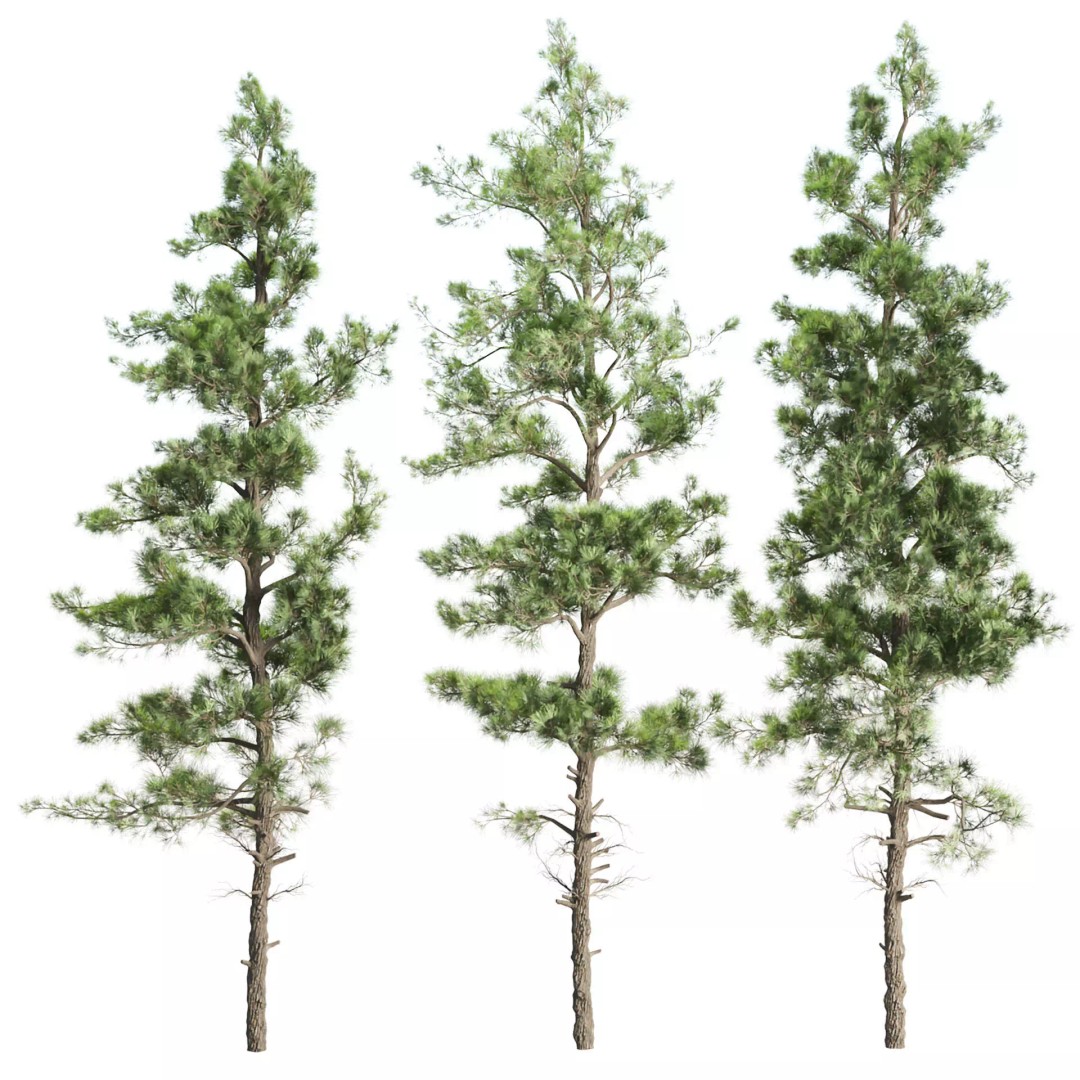Pine Tree 3D Model – Realistic Collection with PBR Textures, FBX - View 2