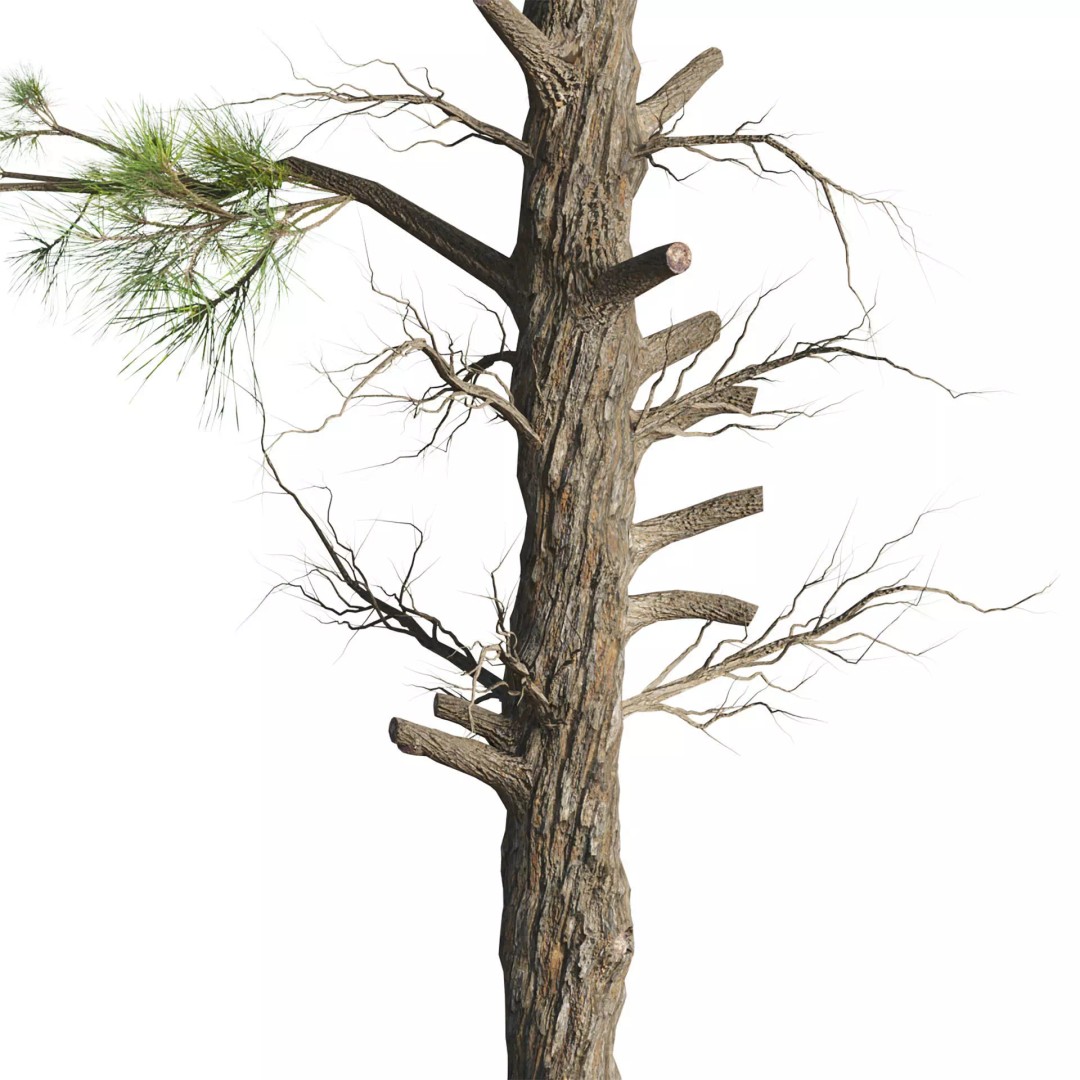 Pine Tree 3D Model – Realistic Collection with PBR Textures, FBX - View 3