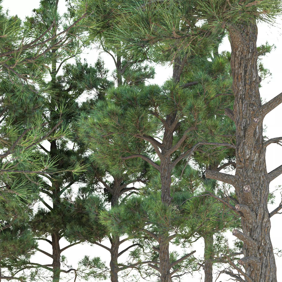 Pine Tree 3D Model – Realistic Collection with PBR Textures, FBX - View 4