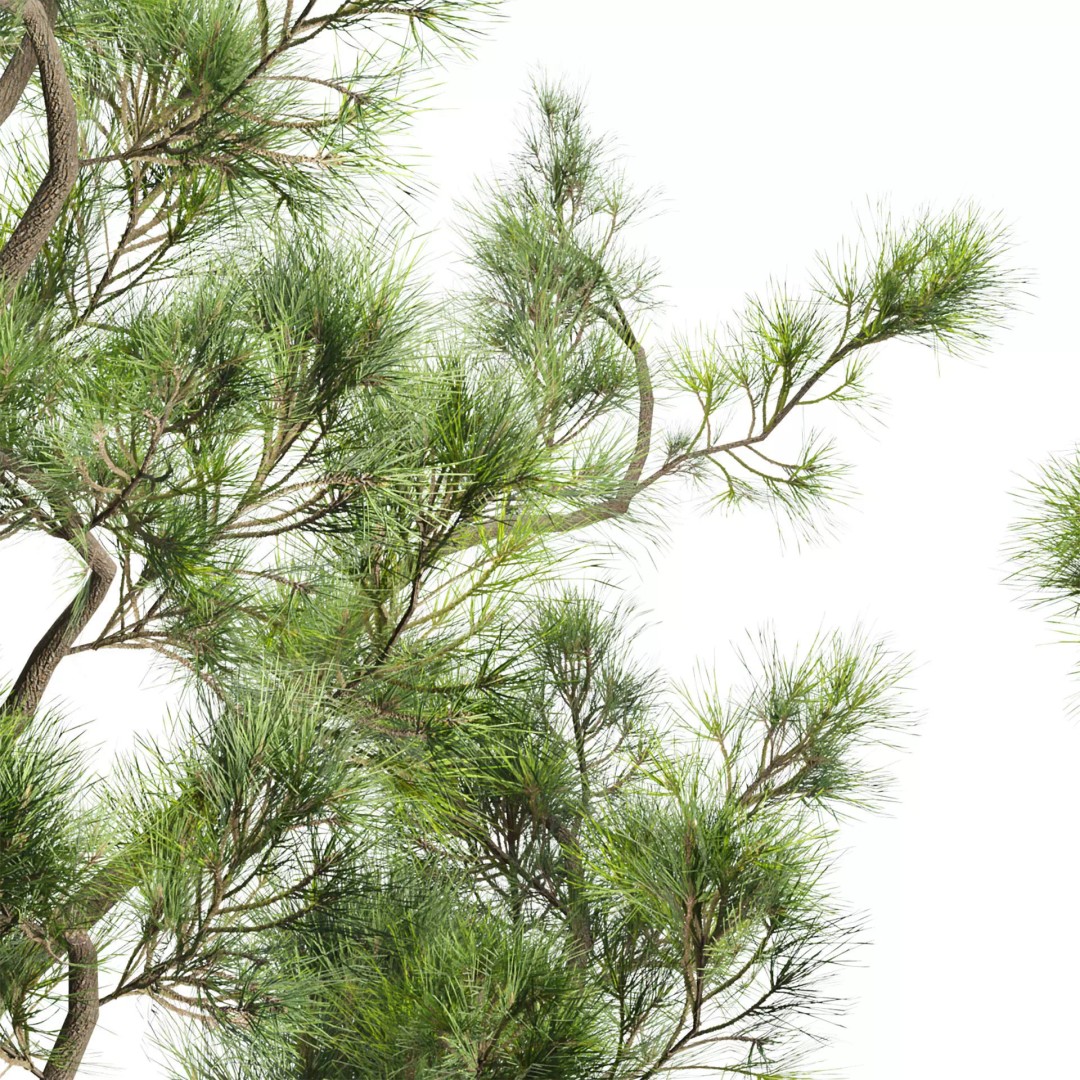 Pine Tree 3D Model – Realistic Collection with PBR Textures, FBX - View 5