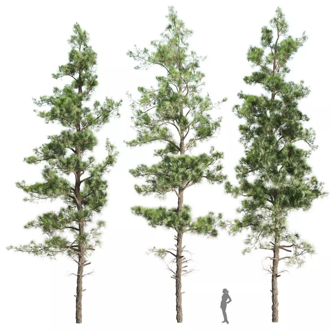 Pine Tree 3D Model – Realistic Collection with PBR Textures, FBX - View 6