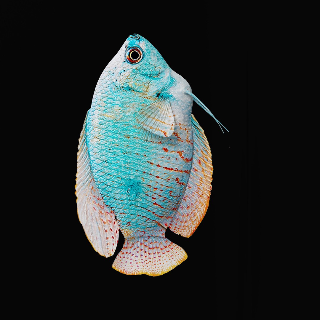 Gourami Fish 3D Model – Low Poly Game-Ready Character with Animations