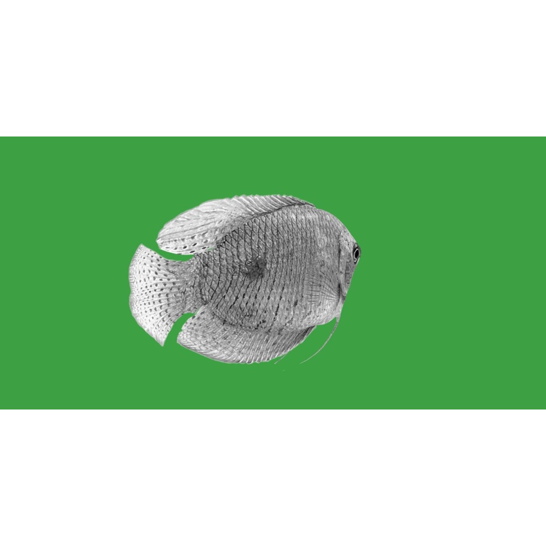 Gourami Fish 3D Model – Low Poly Game-Ready Character with Animations - View 10