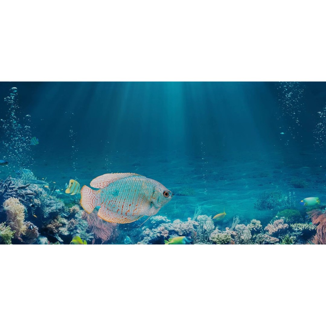 Gourami Fish 3D Model – Low Poly Game-Ready Character with Animations - View 12