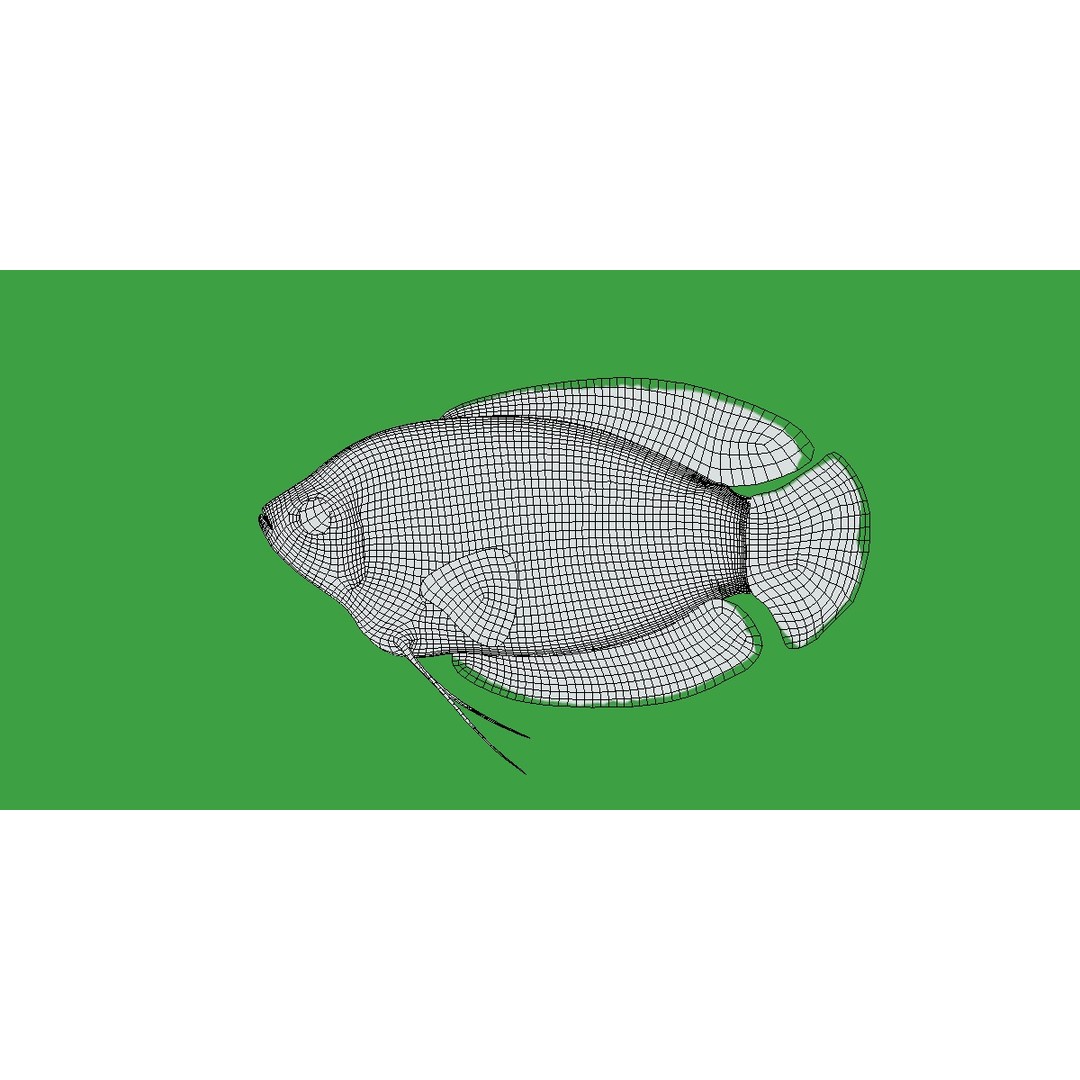 Gourami Fish 3D Model – Low Poly Game-Ready Character with Animations - View 14